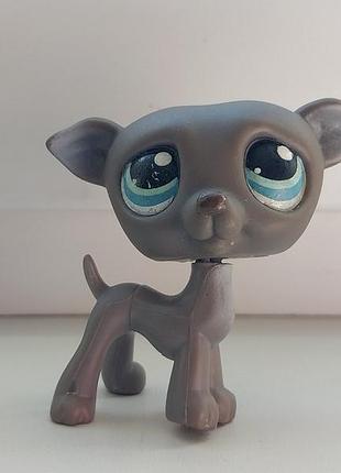 Lps littlest pet shop фигурка собачка пет шоп петшоп лпс игрушка фигурки игрушки hasbro маленький зоомагазин питомцы пет шопы петшопы петс шоп