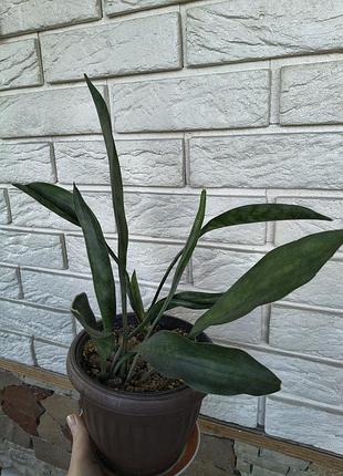 Сансевиерия / sansevieria
