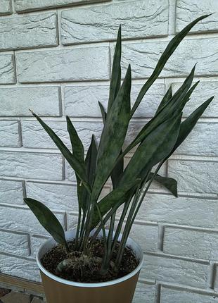 Сансевиерия sansevieria