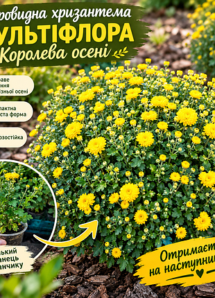 Хризантема мультифлора королева осени саженцы с закрытой корневой системой
