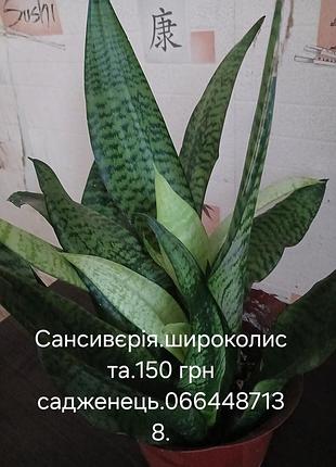 Сансивия.широколистая 4