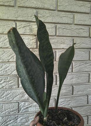 Sansevieria masoniana