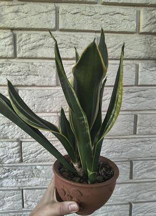 Кімнатні рослини sansevieria black gold