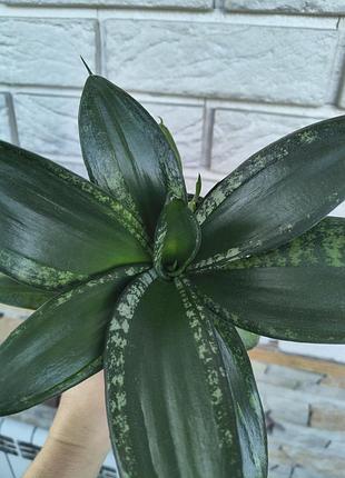 Sansevieria hahnii denis 2