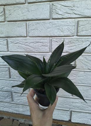 Sansevieria hahnii denis 3