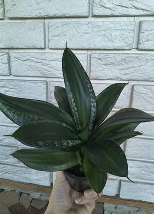 Sansevieria hahnii denis