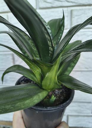 Sansevieria hahnii denis 4