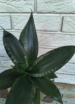 Sansevieria hahnii denis 5
