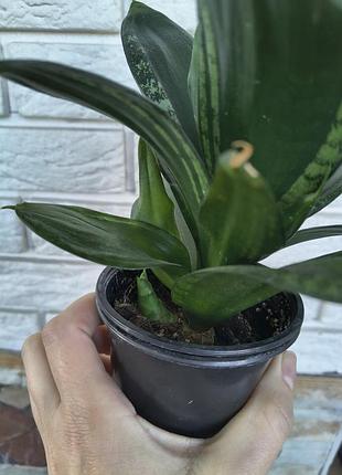 Sansevieria hahnii denis 6