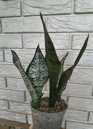 Sansevieria eva