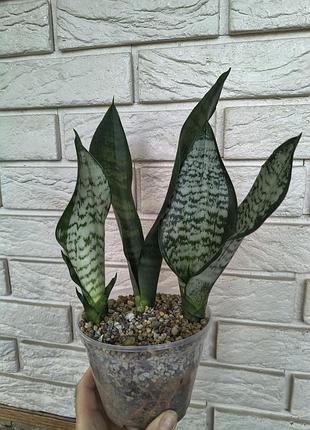 Sansevieria eva 2