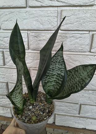 Sansevieria eva 3