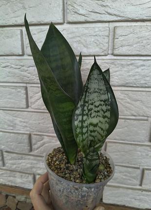 Sansevieria eva 4