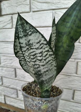 Sansevieria eva 5