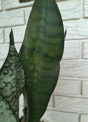 Sansevieria eva 6
