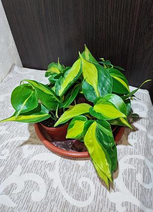 Філодендрон лазячий бразил (philodendron hederaceum brasil)