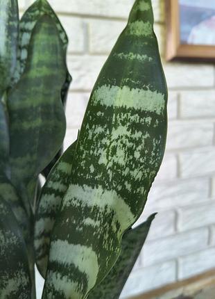 Sansevieria mediopicta 2