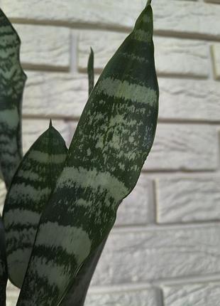 Sansevieria mediopicta 4