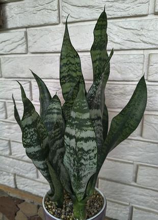 Sansevieria mediopicta 5
