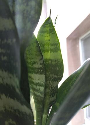Sansevieria mediopicta 3