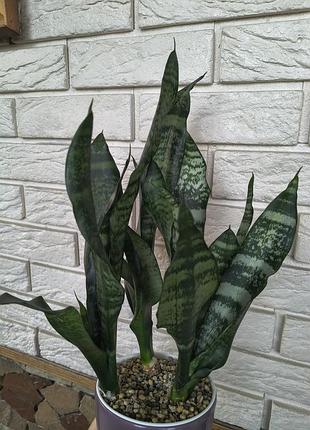 Sansevieria mediopicta 6