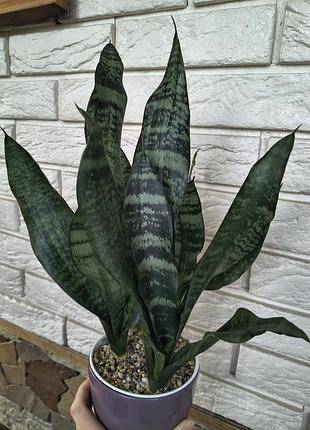 Sansevieria mediopicta 7