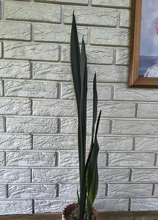 Sansevieria banded nelsonii