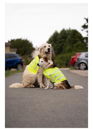Новый светоотражающий жилет (попона) для собак petface, размер м (не одевали)