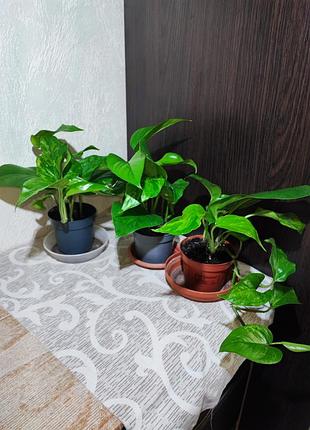 Эпипремнум (epipremnum pinnaturr golden pothos)
