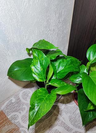 Эпипремнум (epipremnum pinnaturr golden pothos) 2