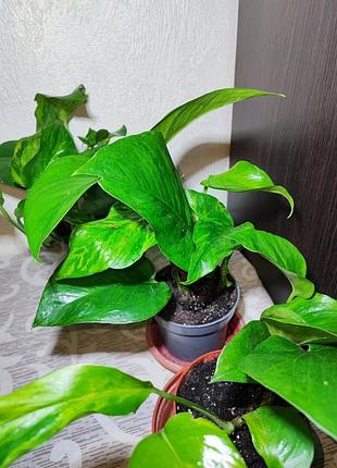 Эпипремнум (epipremnum pinnaturr golden pothos) 3