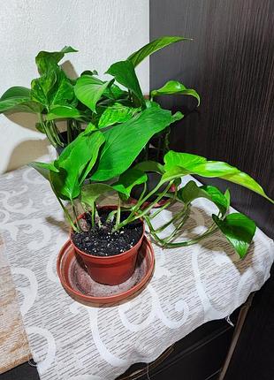 Эпипремнум (epipremnum pinnaturr golden pothos) 4