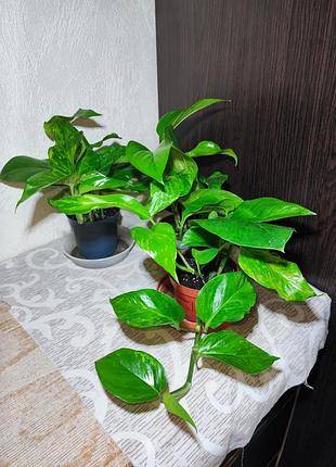 Эпипремнум (epipremnum pinnaturr golden pothos) 5