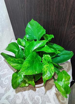 Эпипремнум (epipremnum pinnaturr golden pothos)