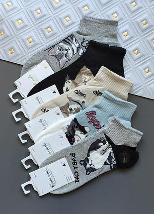 Набір 5 пар жіночих шкарпеток з котиками  coalo socks, р. 36-41
