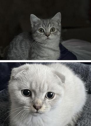 Шотландські котики