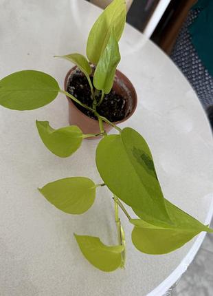 Епіпремнум неон epipremnum aureum сциндапсус ампельний