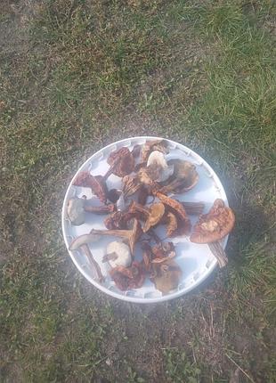 Білі гриби сушені