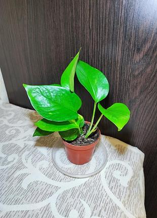 Епіпремнум ауреум (epipremnum aureum)