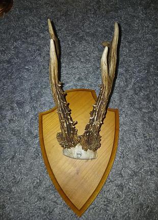 Роги оленя северного винтаж 23×23×16см