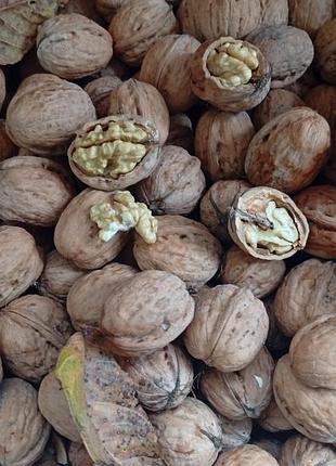 🌰 домашний грецкий орех на продажу