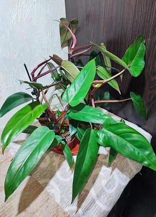 Філодендрон (erubescens)