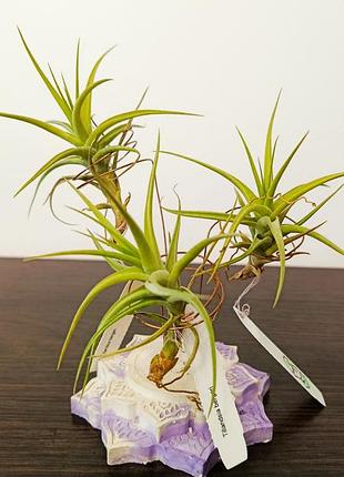 Кімнатні рослини тилландсия бергера (tillandsia bergeri)