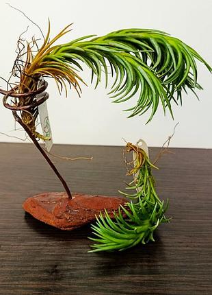 Тілландсія араужеї (tillandsia araujei)