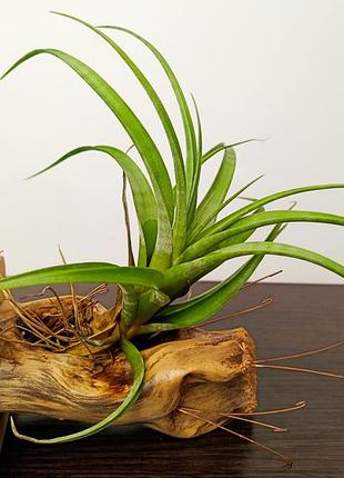 Тілландсія флексуоза вівіпара  (tillandsia flexuosa v. vivipara)