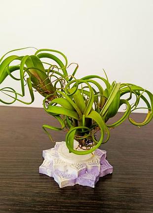 Тилландсия курли слим (tillandsia curly slim)