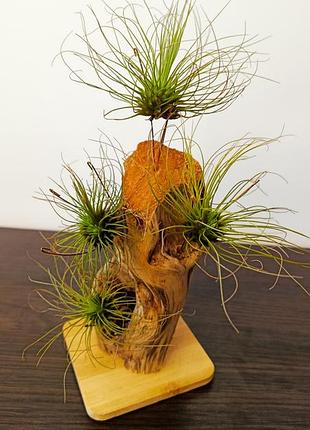 Тілландсія фуксія (tillandsia fuchsii)