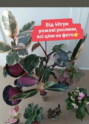 Від 40грн рожеві рослини фітонія фіалка каланхое аглаонема фікус рубі філодендрон пінк прінцес гіпоастес калатея  пінк строманта тріостар