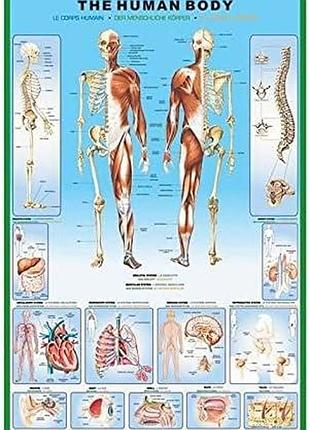 Постер the human body maxi 61cм x 91.5cм