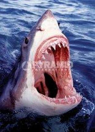 Постер "great white shark" 61cм x 91.5cм